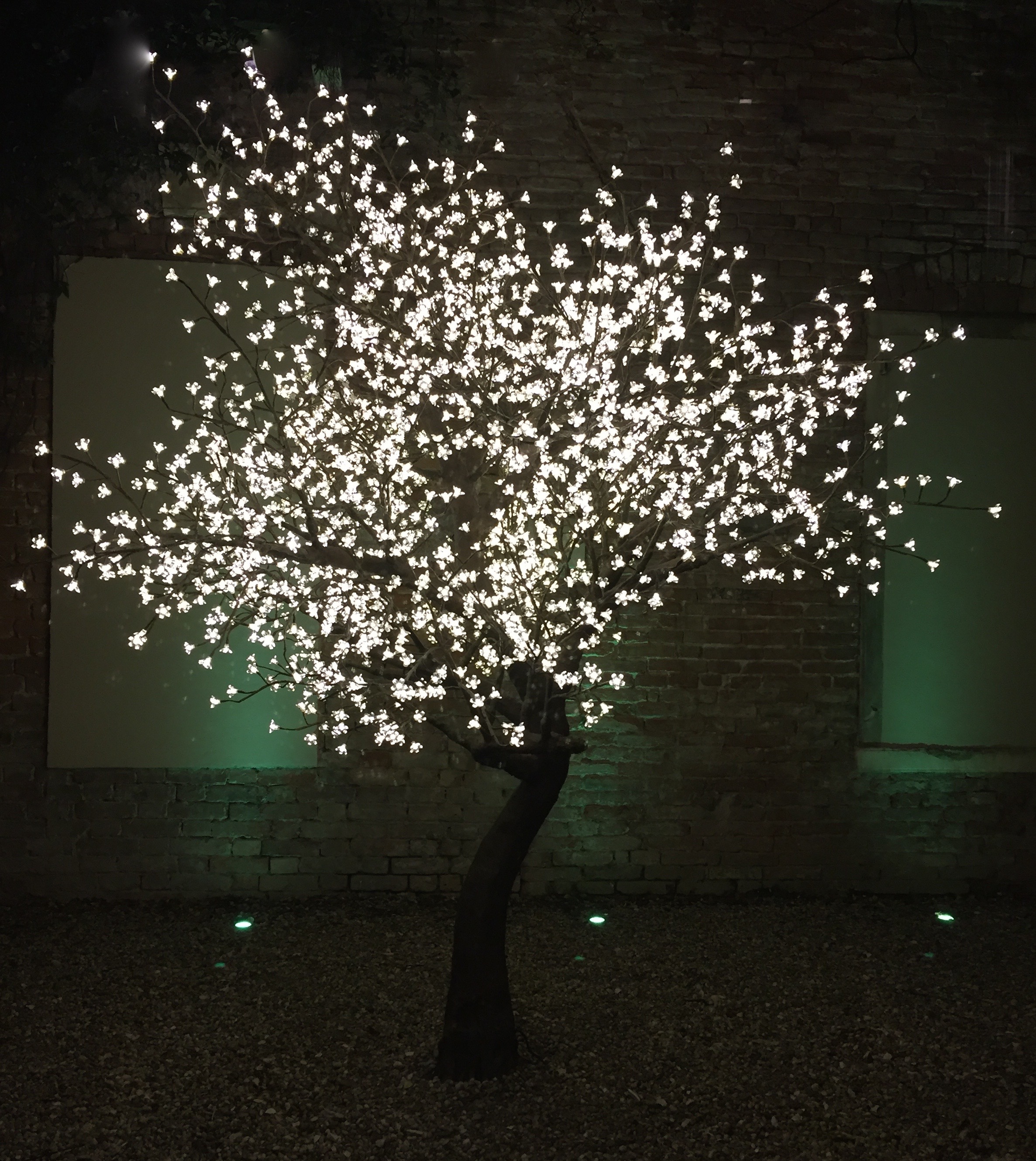 L'albero luminoso