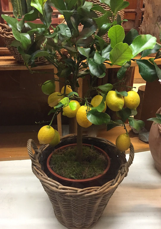 limone